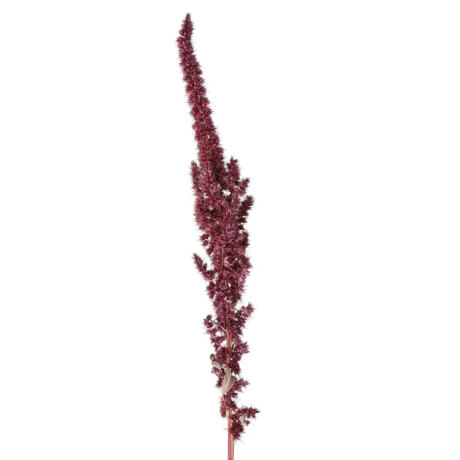 Bouquet Éternel Collita | Amarante Sauvage Séchée Naturellement | Déco Écologique 60 cm - Nuances Bordeaux 

(Note : J'ai restructuré les éléments clés en utilisant des formulations plus évocatrices typiques du marketing floral français, ajouté des termes valorisants comme 