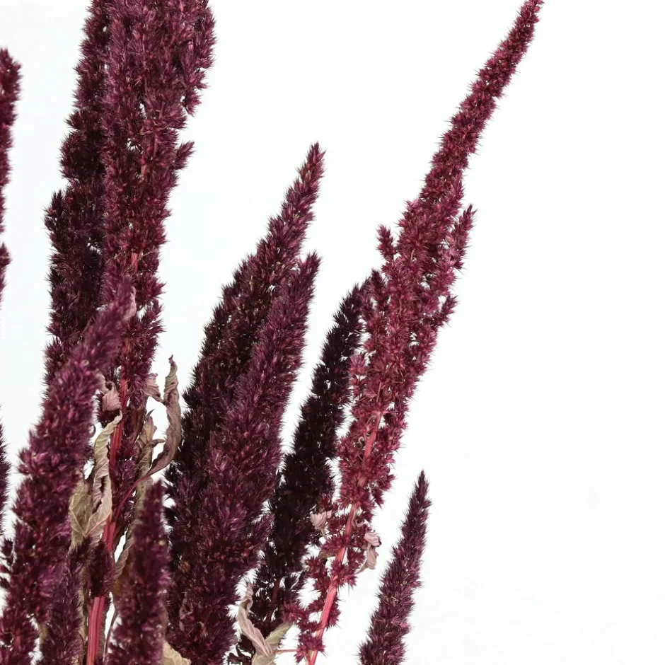 Bouquet Éternel Collita | Amarante Sauvage Séchée Naturellement | Déco Écologique 60 cm - Nuances Bordeaux 

(Note : J'ai restructuré les éléments clés en utilisant des formulations plus évocatrices typiques du marketing floral français, ajouté des termes valorisants comme 
