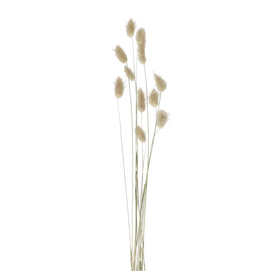 Pomax Fleurs-COLLITA - Bouquet de Lagurus séchés à queue de lièvre - Décoration naturelle pour intérieur - Tige de 65 cm - Coloris neutre et authentique