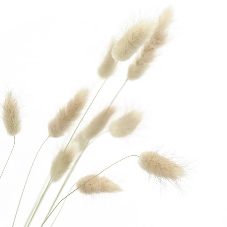 Pomax Fleurs-COLLITA - Bouquet de Lagurus séchés à queue de lièvre - Décoration naturelle pour intérieur - Tige de 65 cm - Coloris neutre et authentique