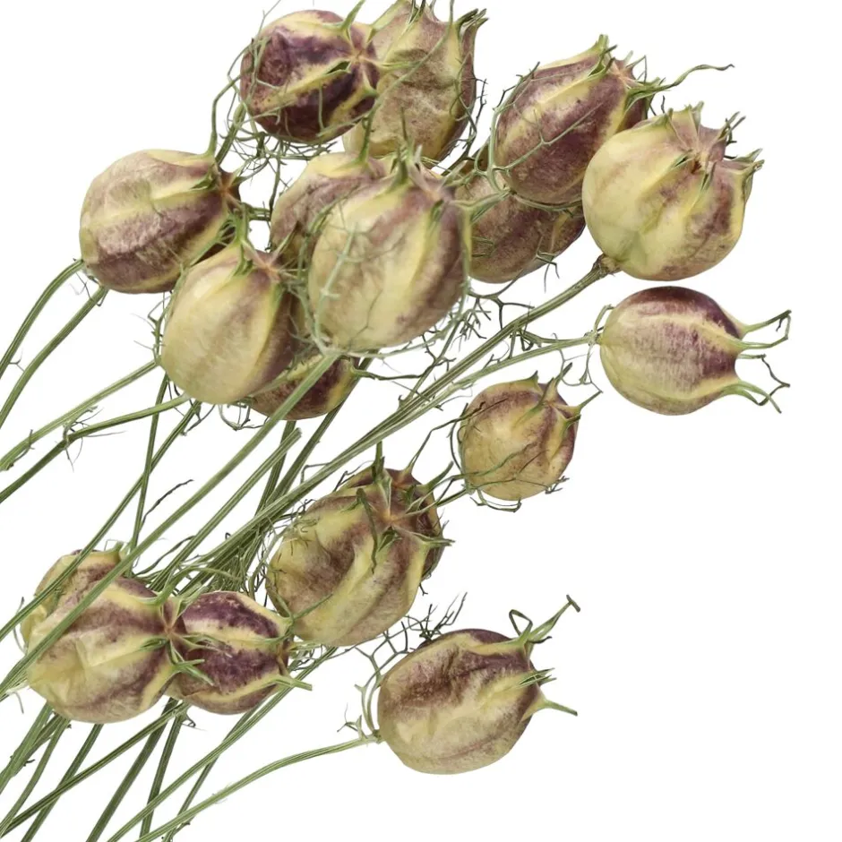 Nigelle Sauvage Séchée | Bouquet Déco COLLITA par Pomax - 62 cm de Hauteur - Nuances Vert Printanier

（，。，。，，。）