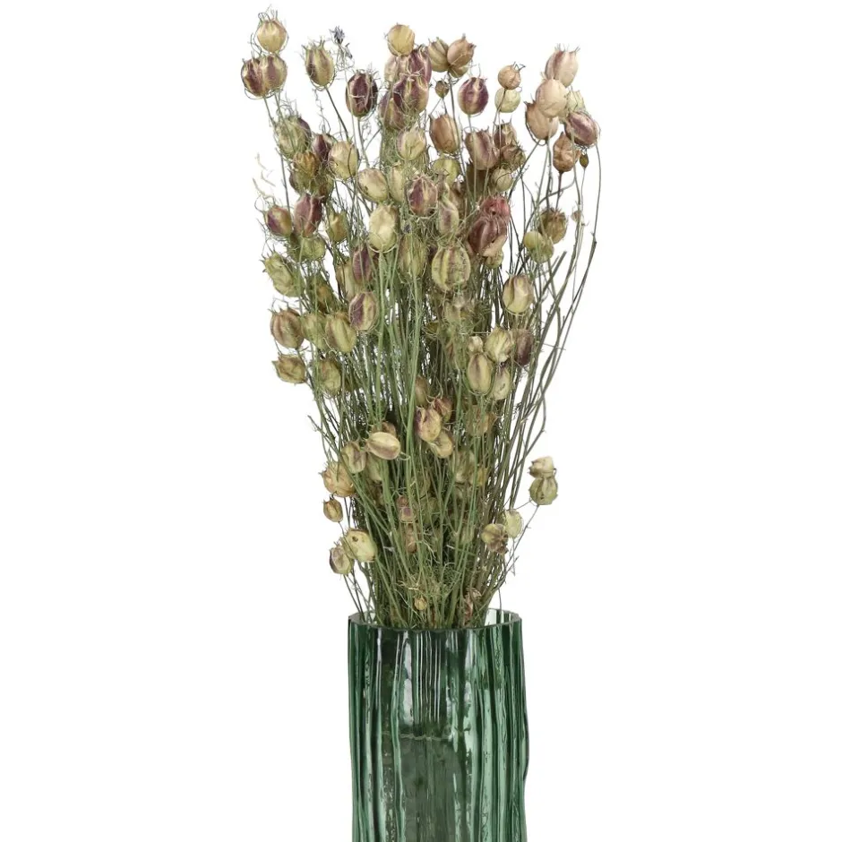 Nigelle Sauvage Séchée | Bouquet Déco COLLITA par Pomax - 62 cm de Hauteur - Nuances Vert Printanier

（，。，。，，。）