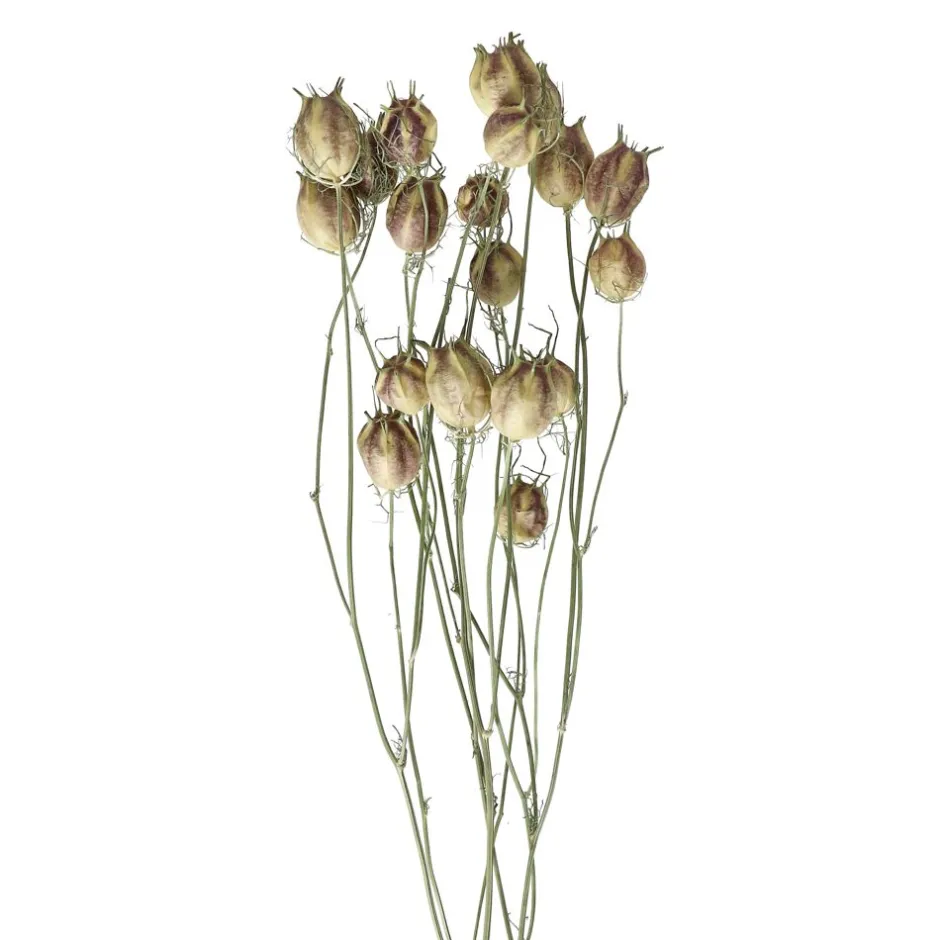 Nigelle Sauvage Séchée | Bouquet Déco COLLITA par Pomax - 62 cm de Hauteur - Nuances Vert Printanier

（，。，。，，。）
