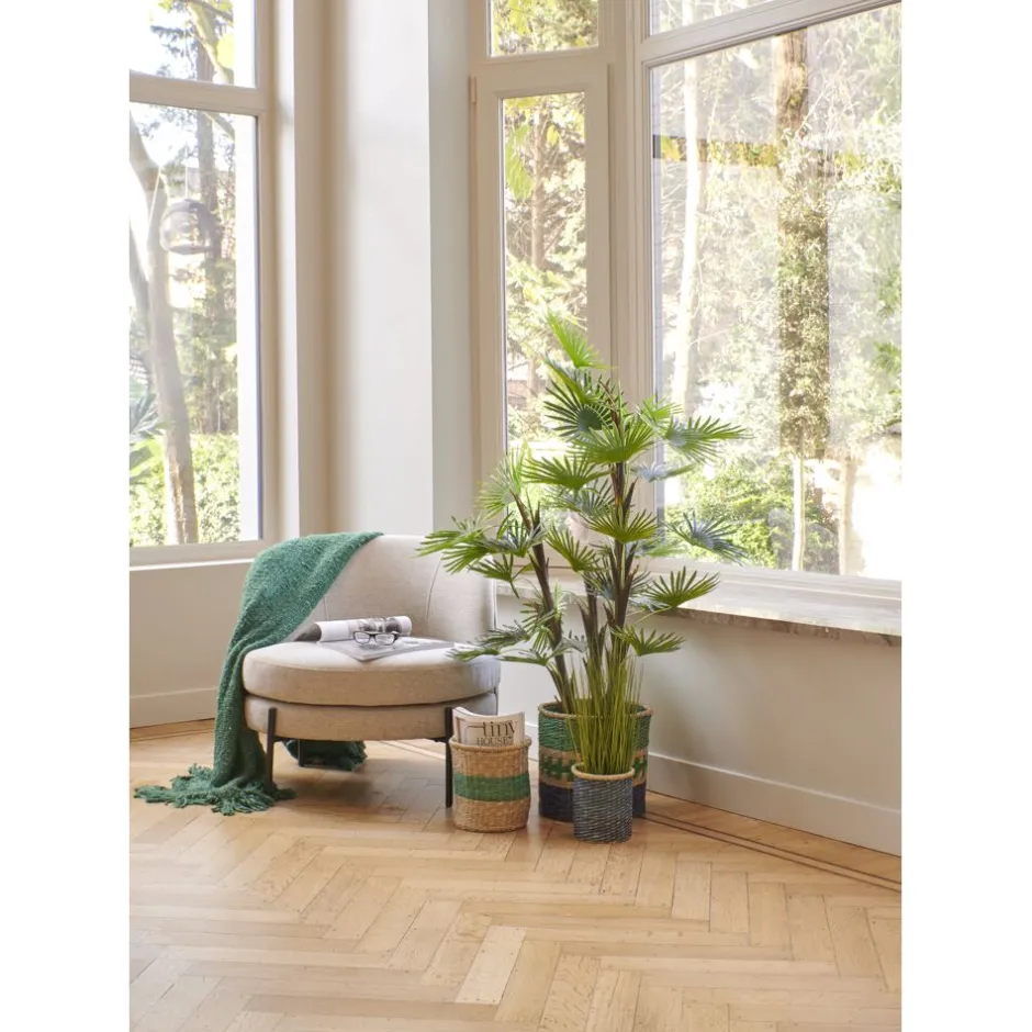 Pomax Plantes - Décoration Végétale 